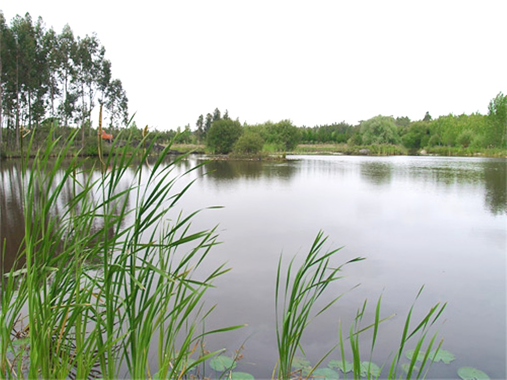 Lagoa dos Coadiçais ou dos Cedros