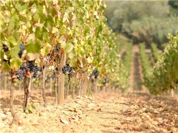 Quinta da Mata Fidalga