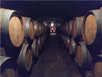 Visita às Caves Primavera 