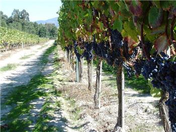 Vindimas na Bairrada - A tradição ALIANÇA