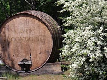 Visita Guiada às Caves Arcos do Rei