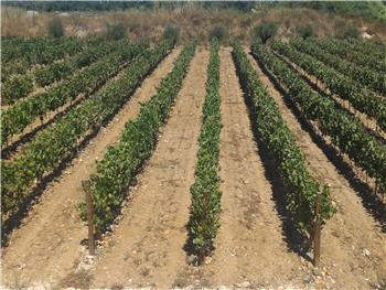 Visita Guiada ao Prior Lucas com prova de Vinhos | Espumantes | Azeites