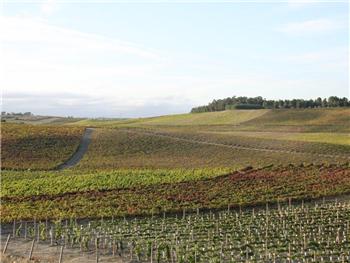 Mancha Vitícola ? Paredes do Bairro