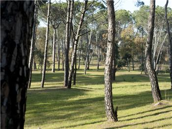 Parque dos Pinheiros Mansos