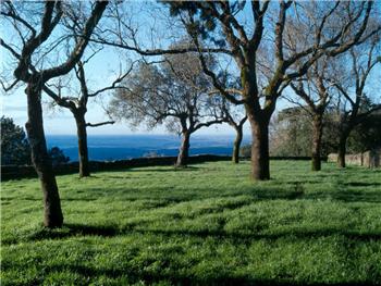 Bosque Nacional de Buçaco