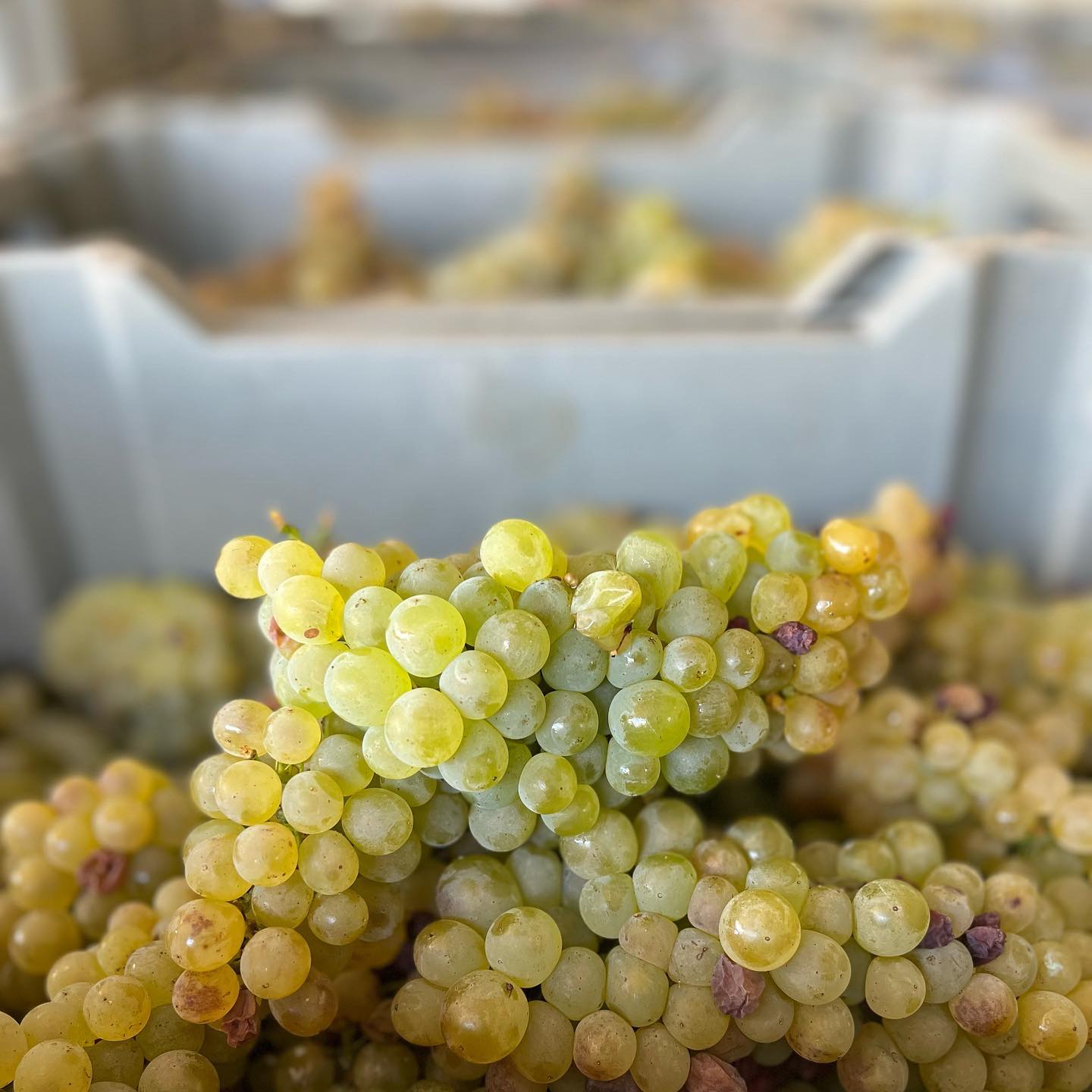 Cave Central da Bairrada