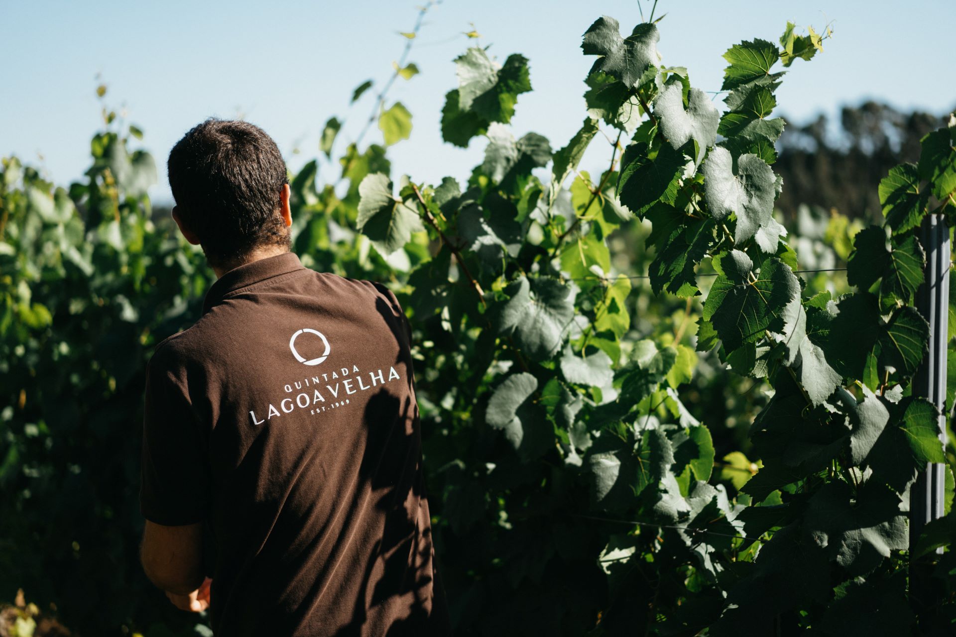 Quinta da Lagoa Velha