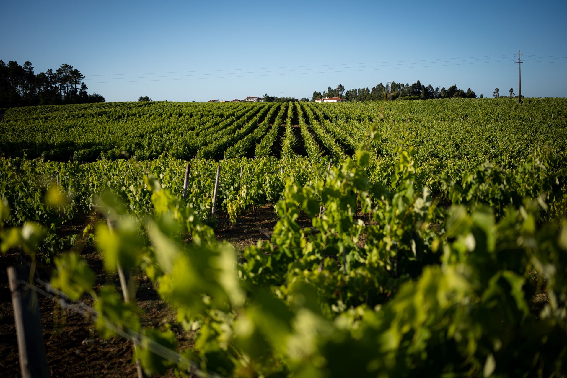 Quinta da Lagoa Velha