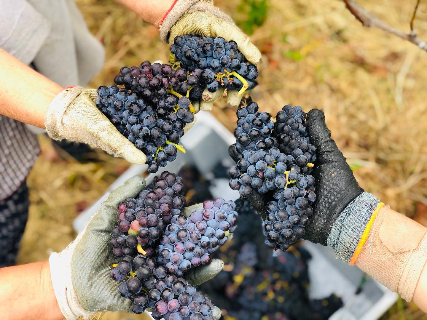 Colinas de São Lourenço