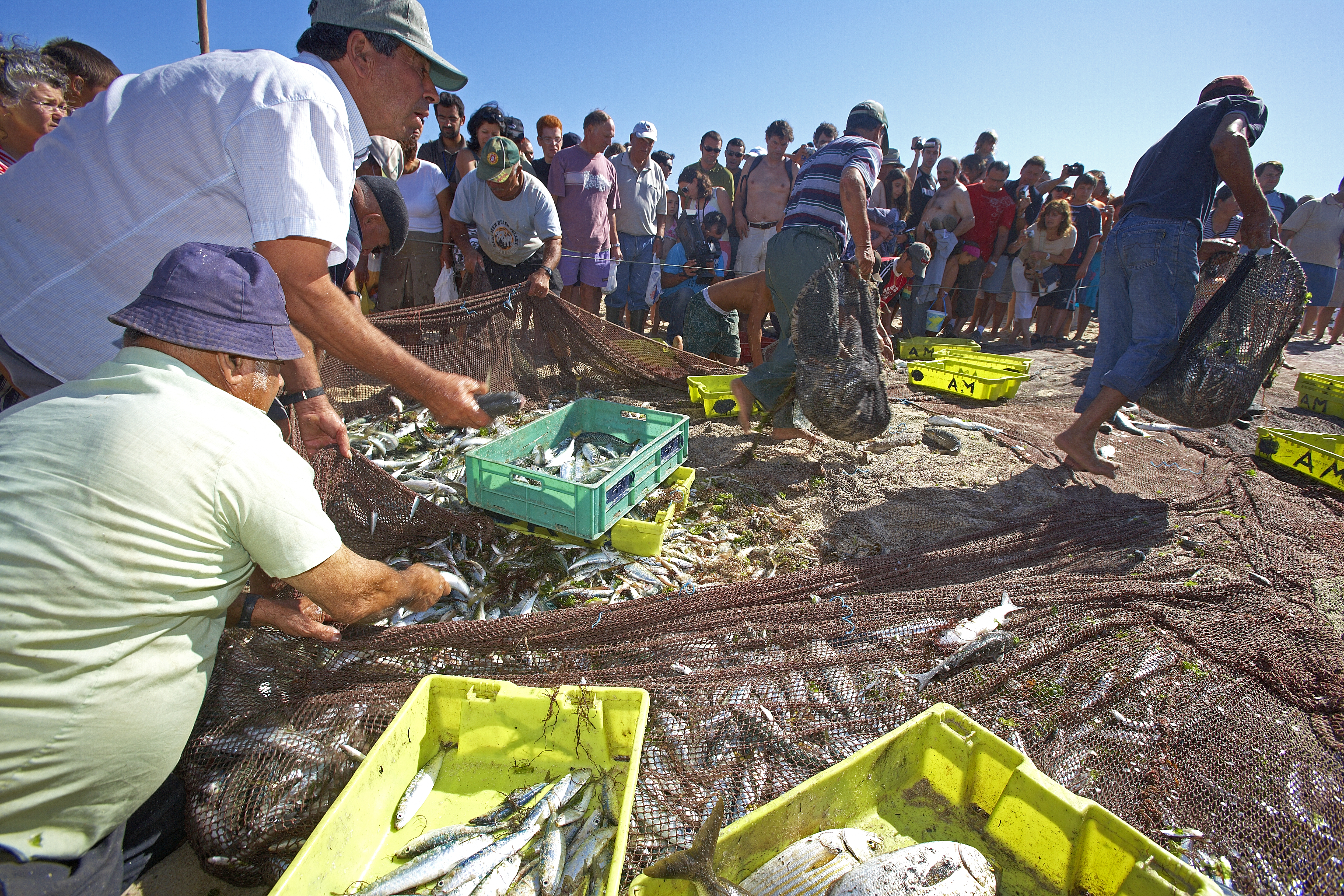 "Arte Xávegana Praia da Vagueira (The traditional net-fishing)