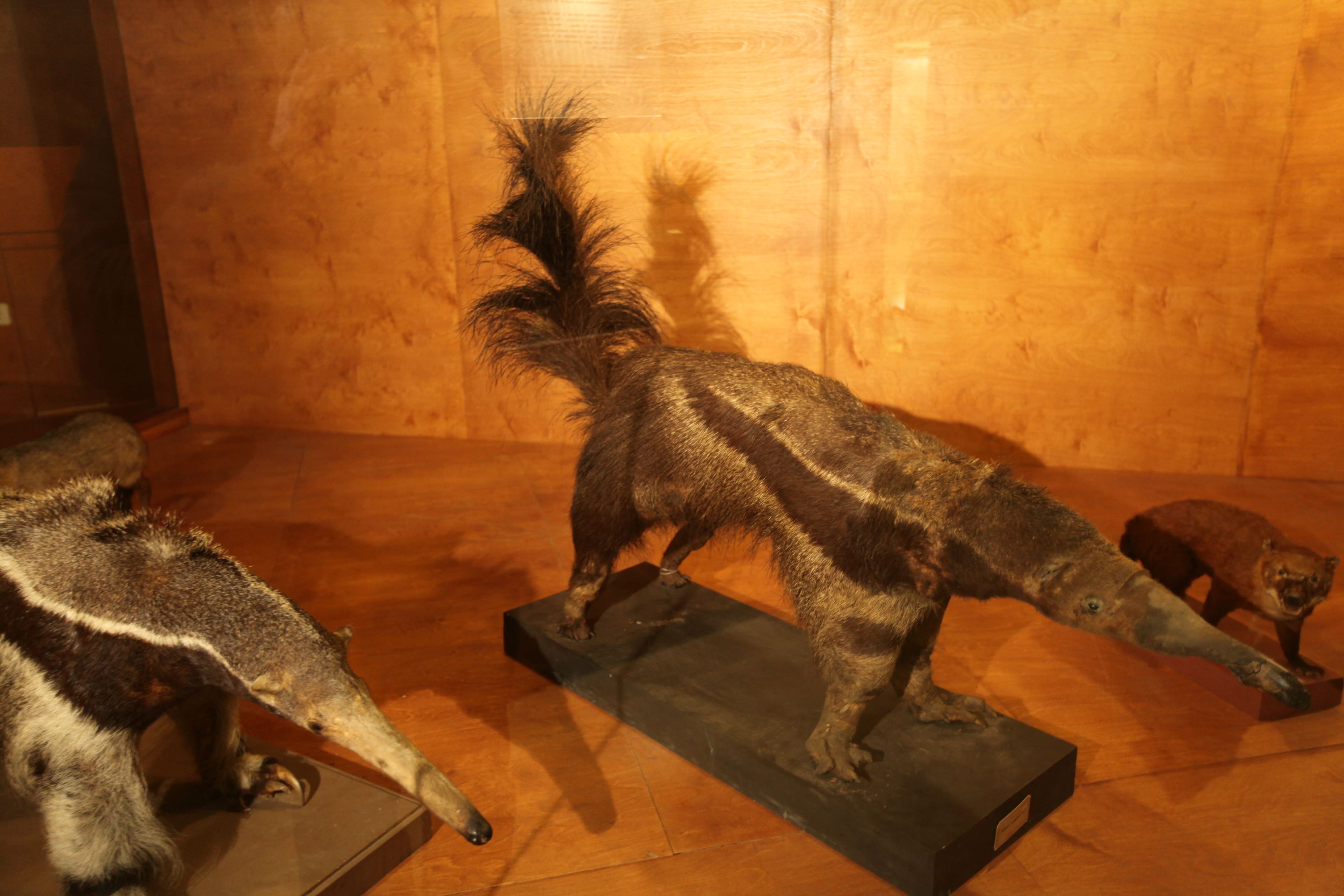 Museu Ciência - Science Museum