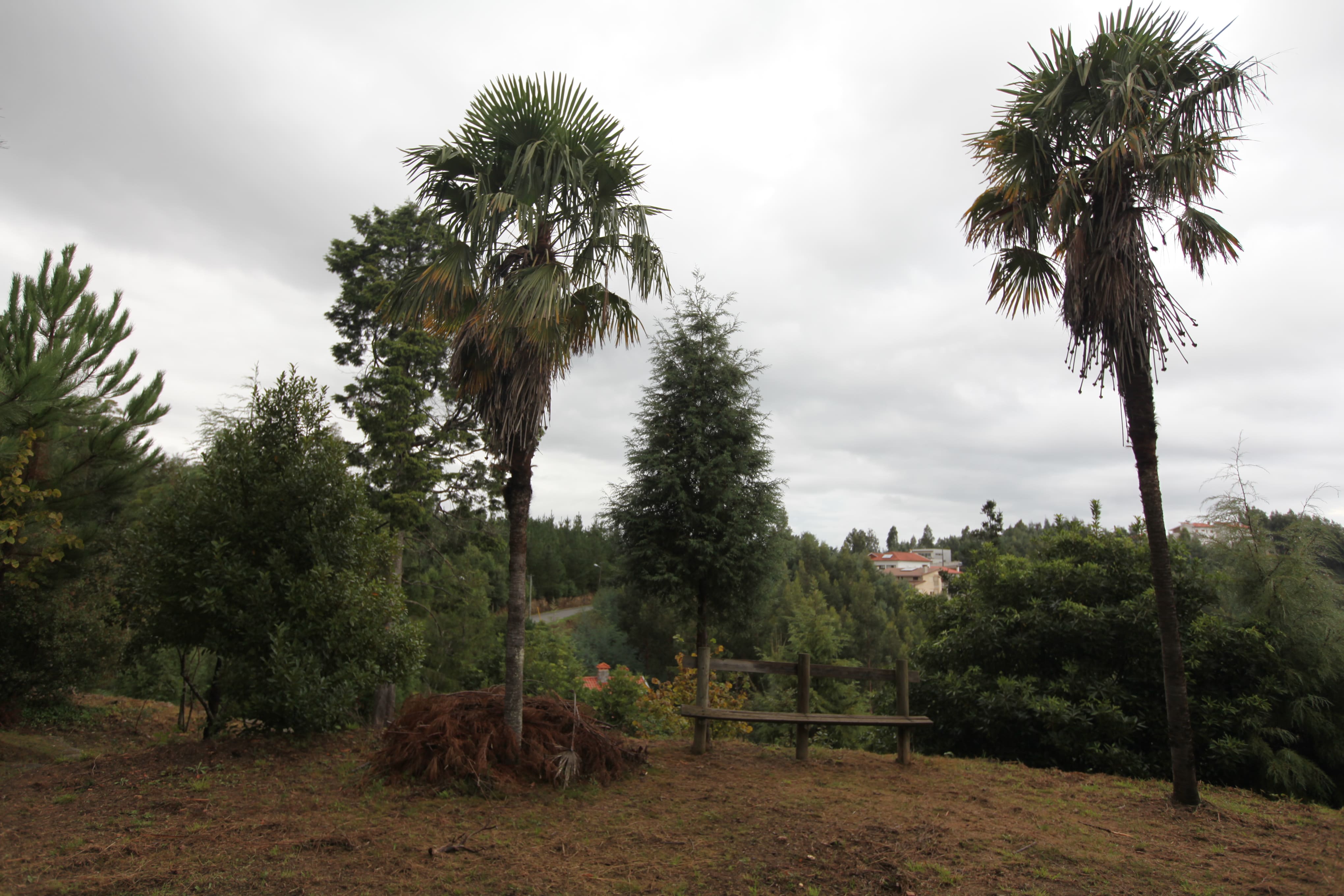 Bosque Nacional de Vale de Canas