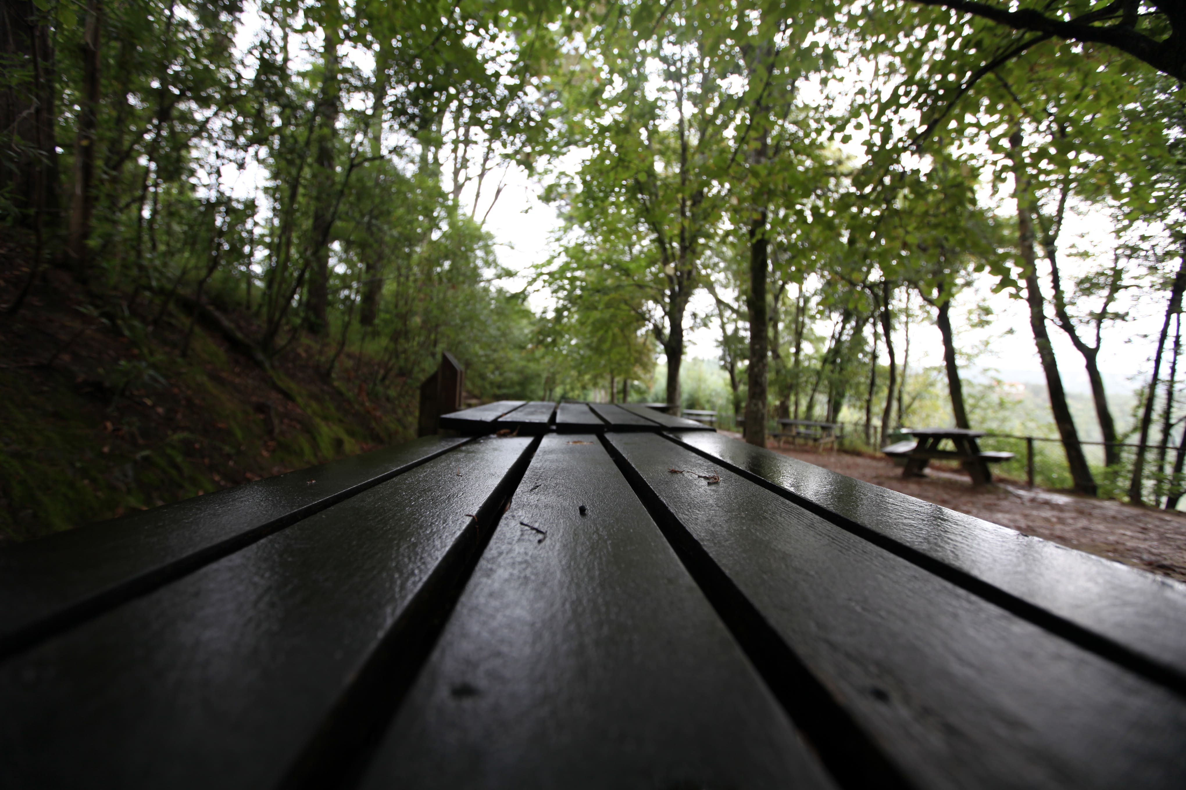 Bosque Nacional de Vale de Canas
