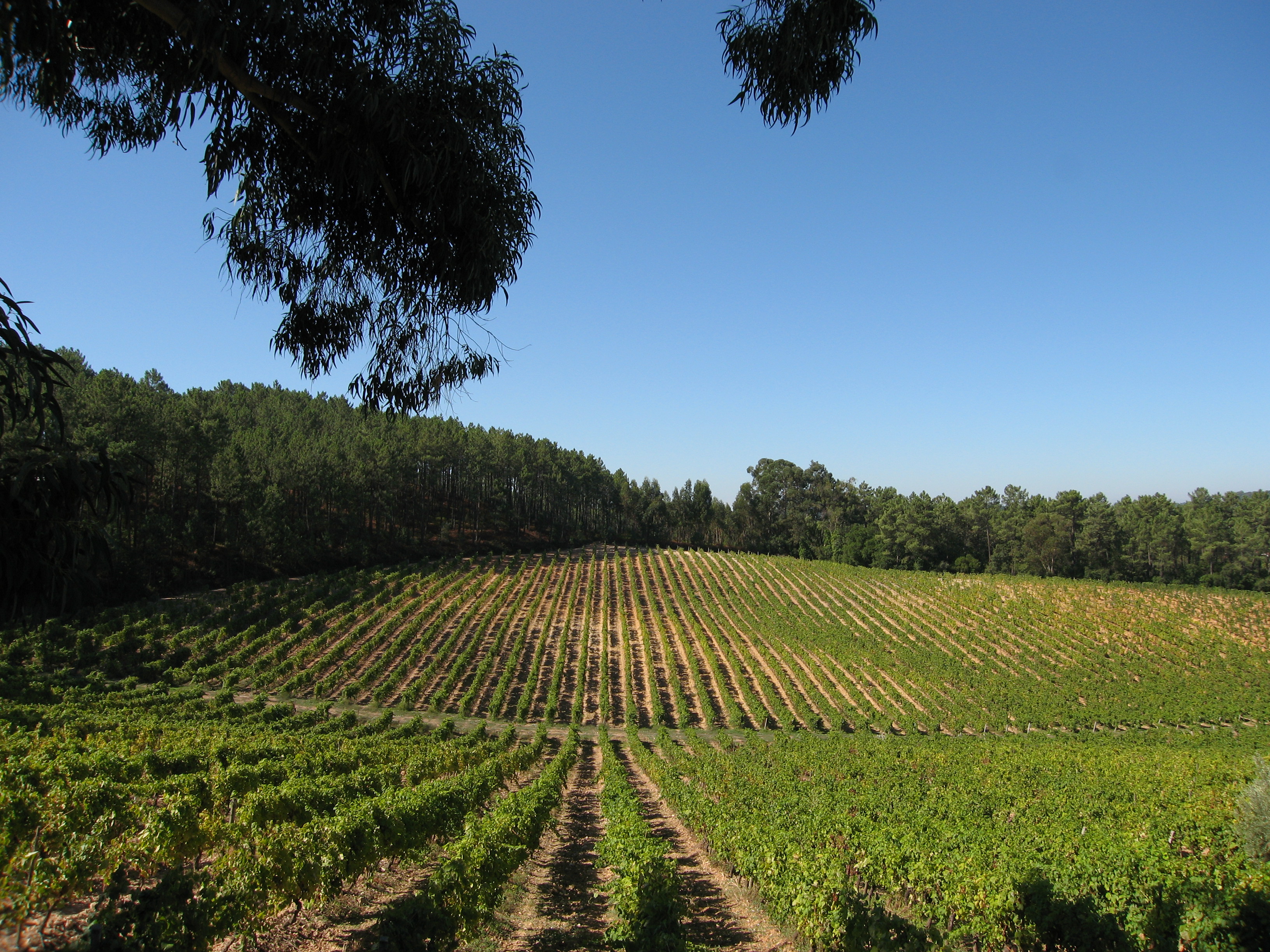 Entre II Santos wine tasting - Adega Campolargo