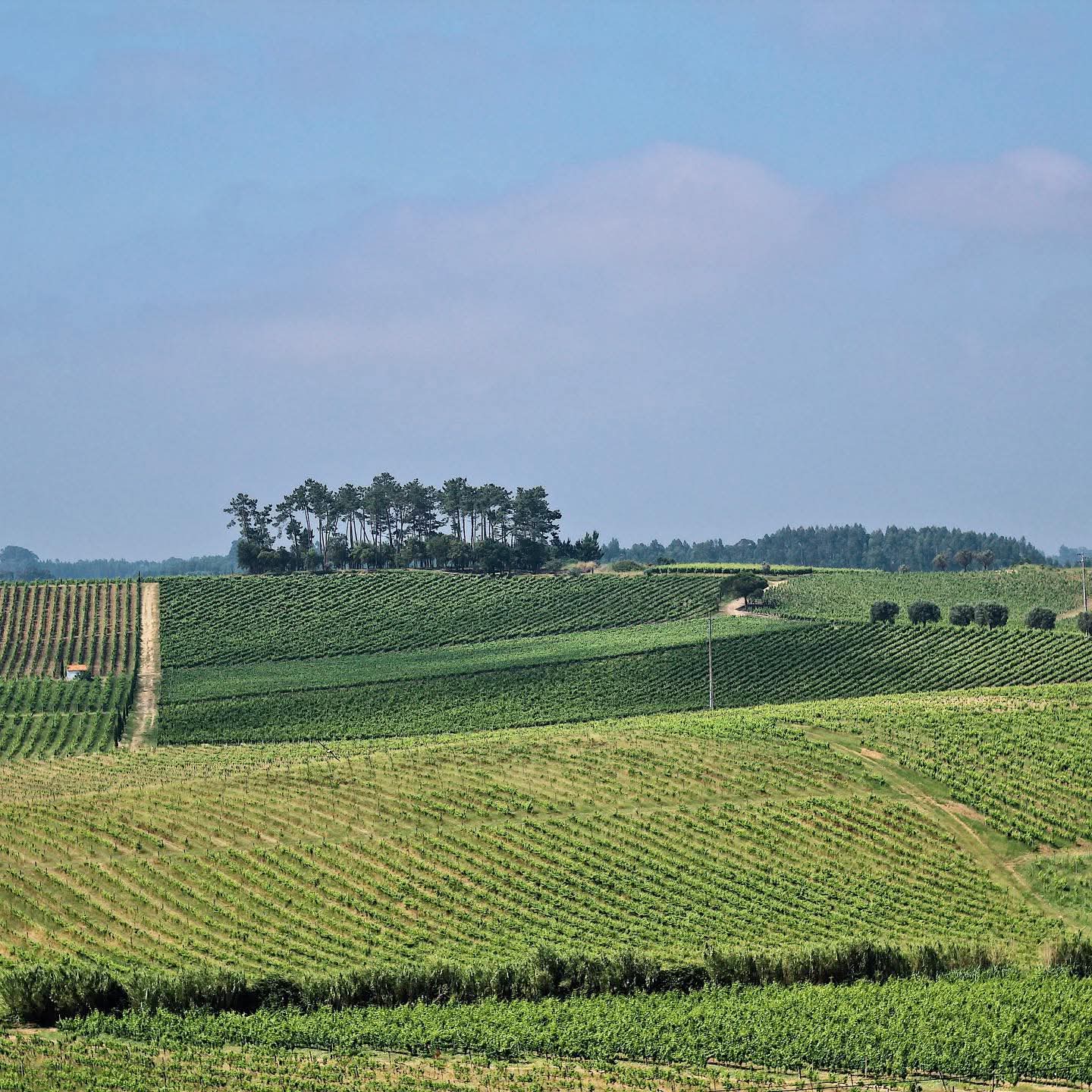 Cata de vinos Entre II Santos - Adega Campolargo