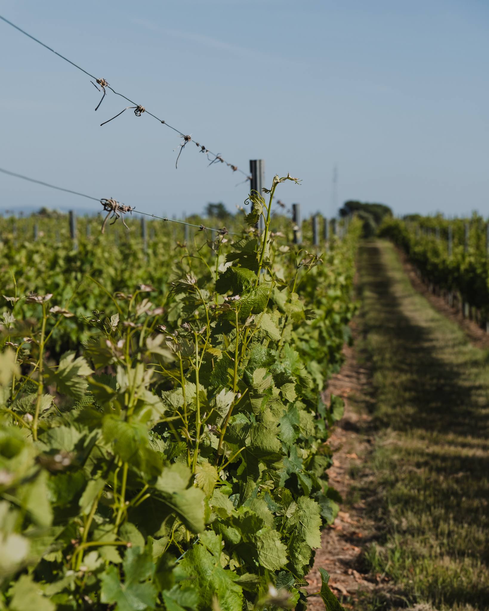 Recorrido por la Bairrada Vitivinícola by Caves São Domingos