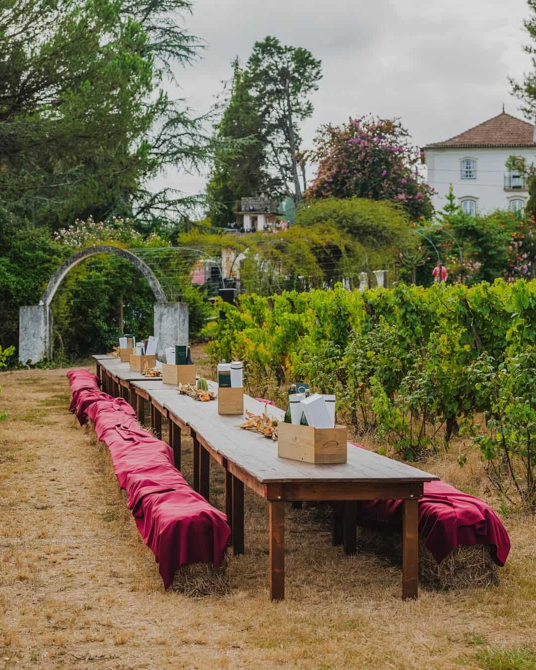 Journey through Bairrada wine district by Caves São Domingos