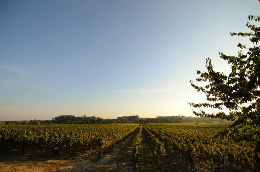 I Cata de vinos clásicos en Caves São João