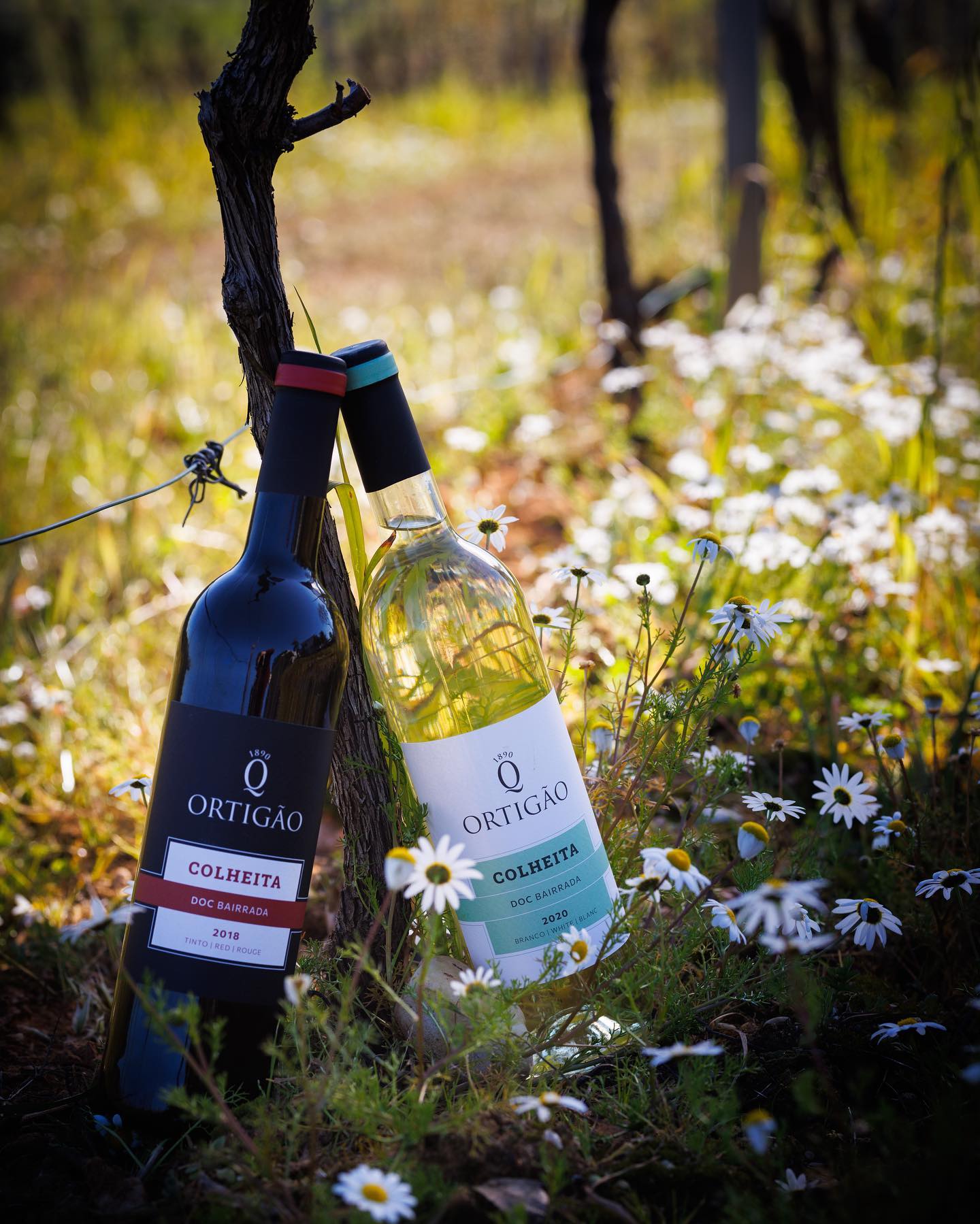 Cata de vinos comentada en Quinta do Ortigão