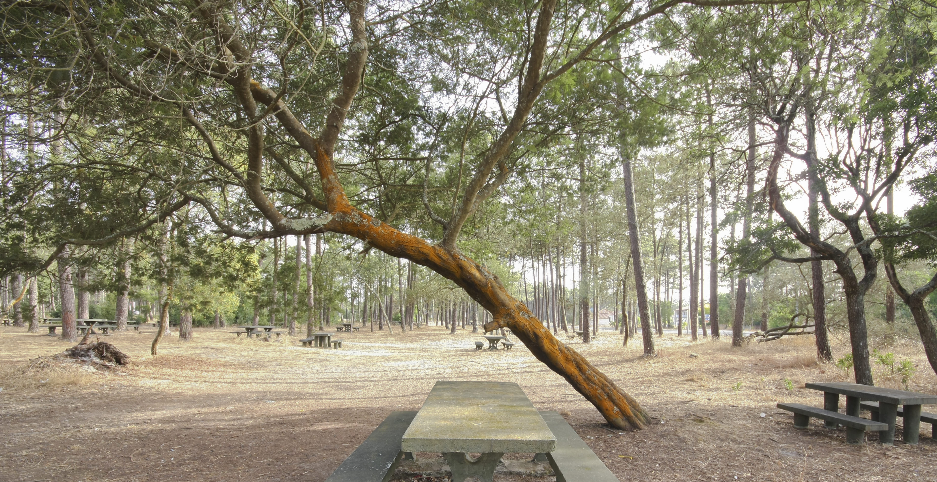 Bosque Nacional Dunas de Vagos
