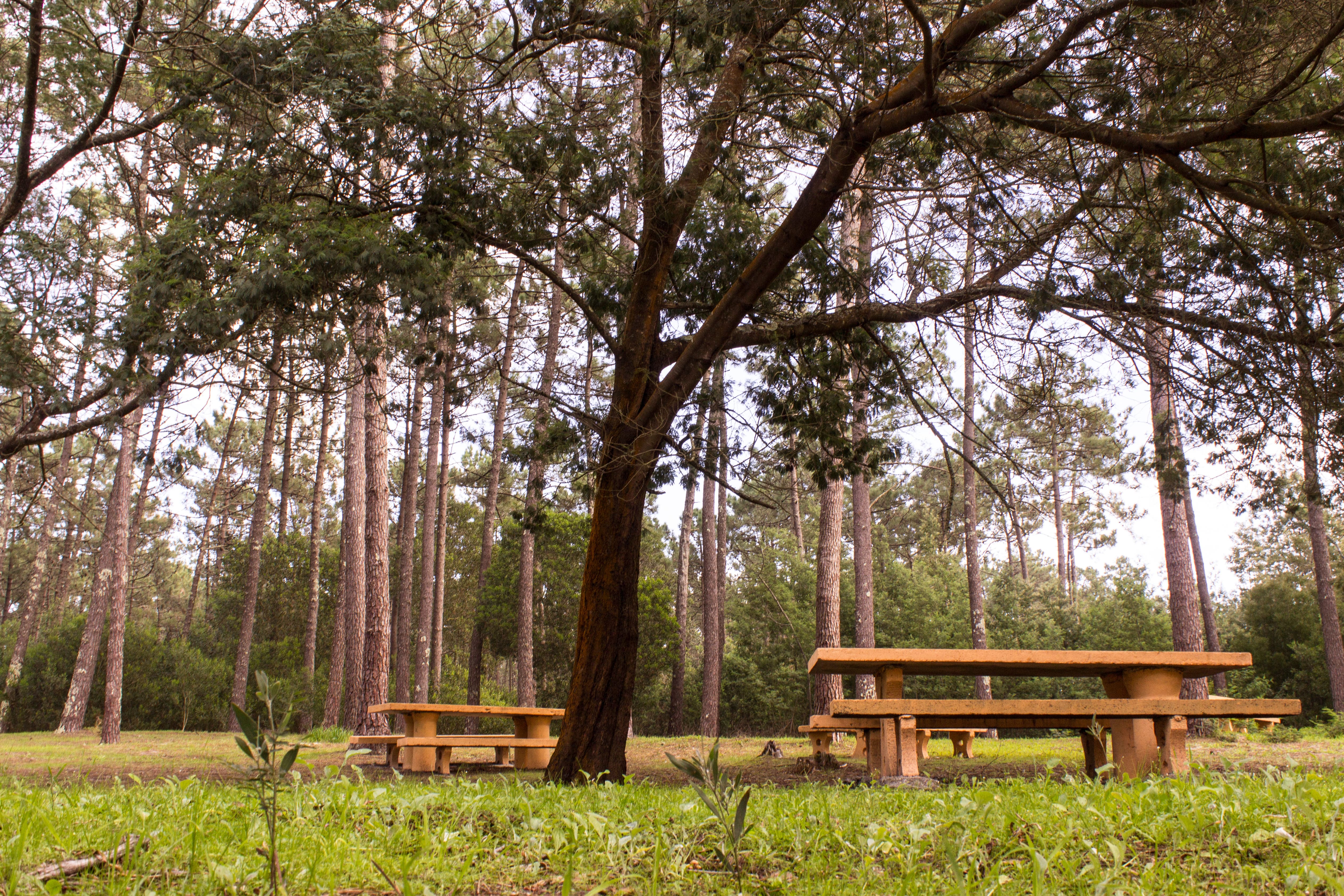 Bosque Nacional Dunas de Vagos