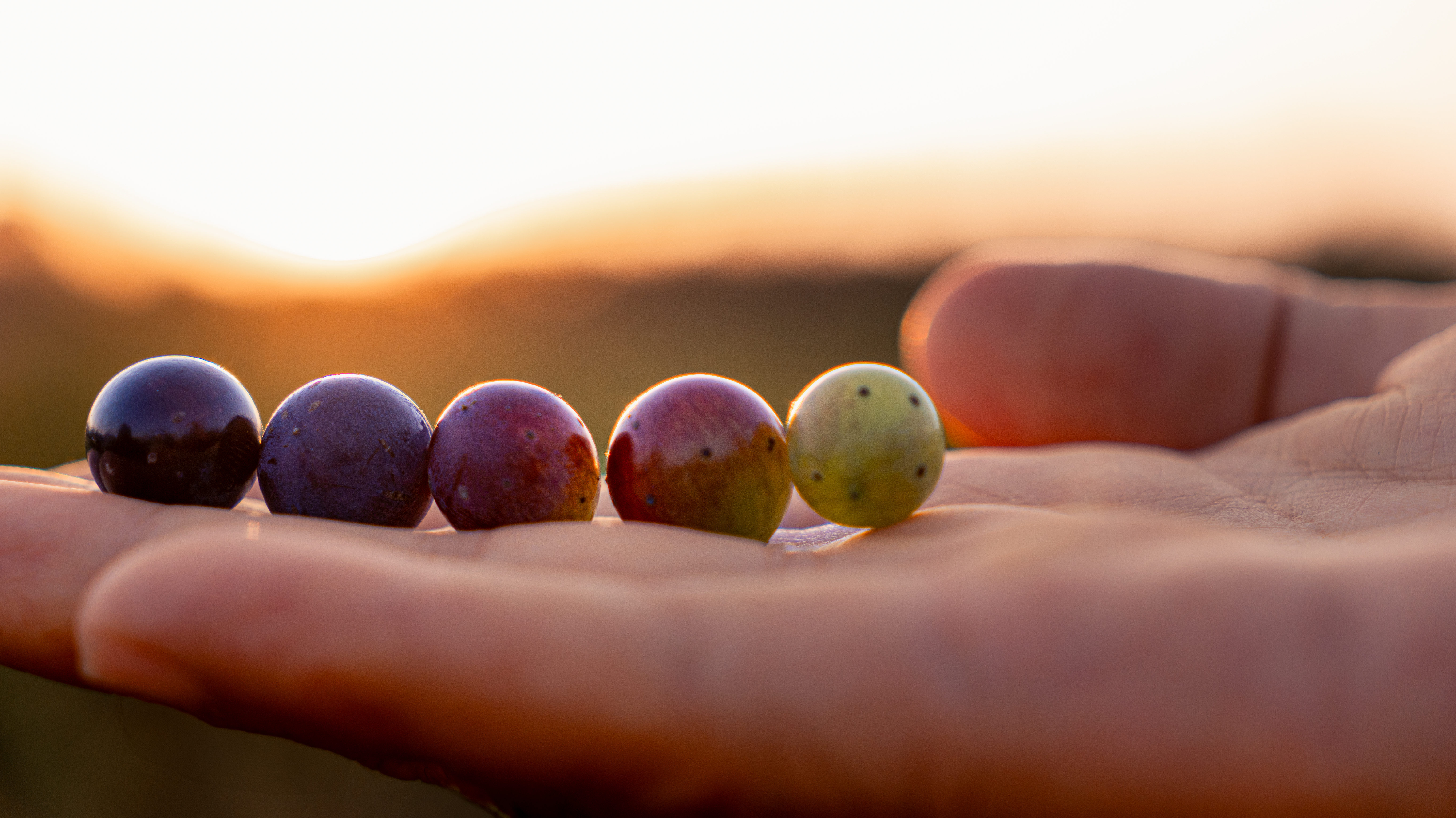 Guided visit to Real Cave do Cedro with a wine tasting of 4 wines