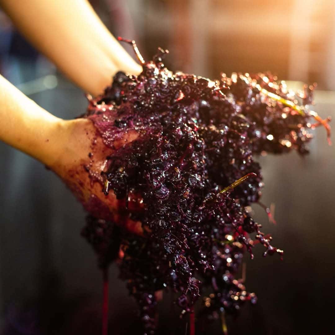 El arte de crear vino by Caves Messias