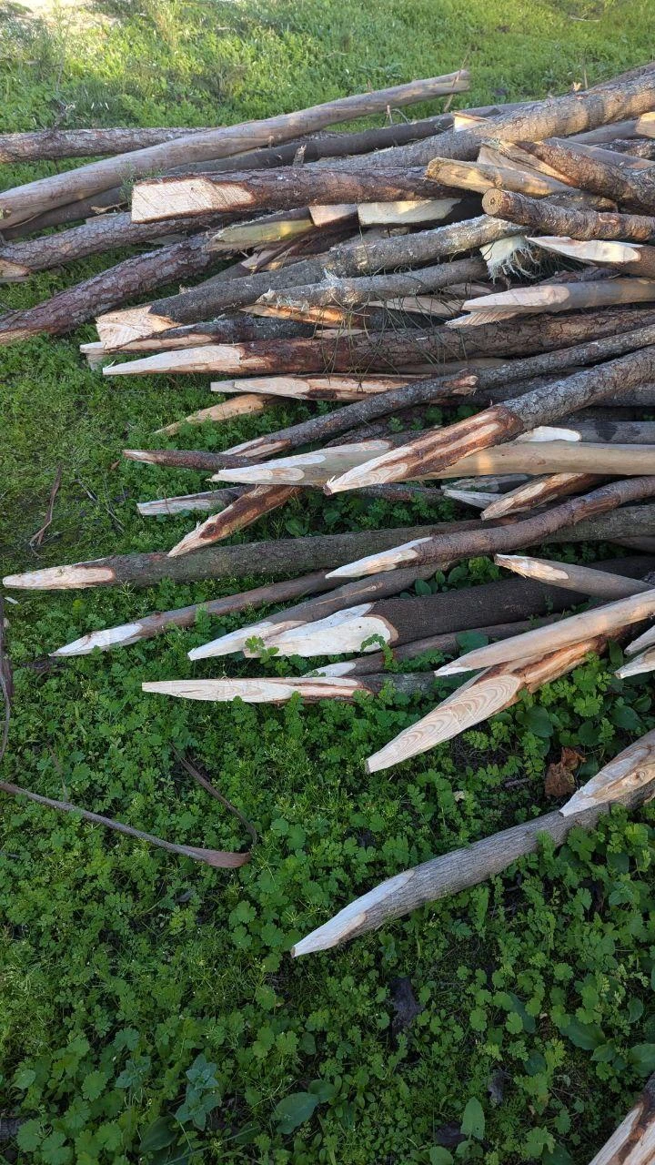 SPECIAL HARVEST 2025 @ MALÁPIO