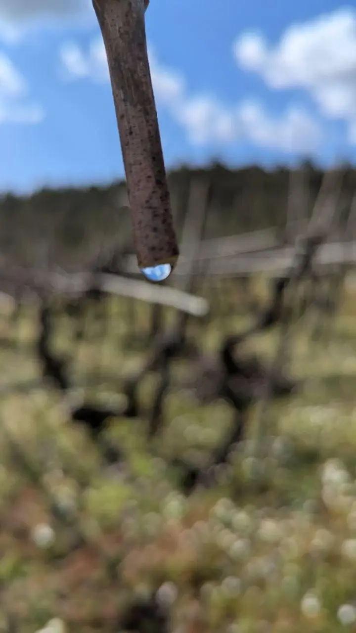 Malápio Winery Wine Tasting (Bairrada Talha Wine)