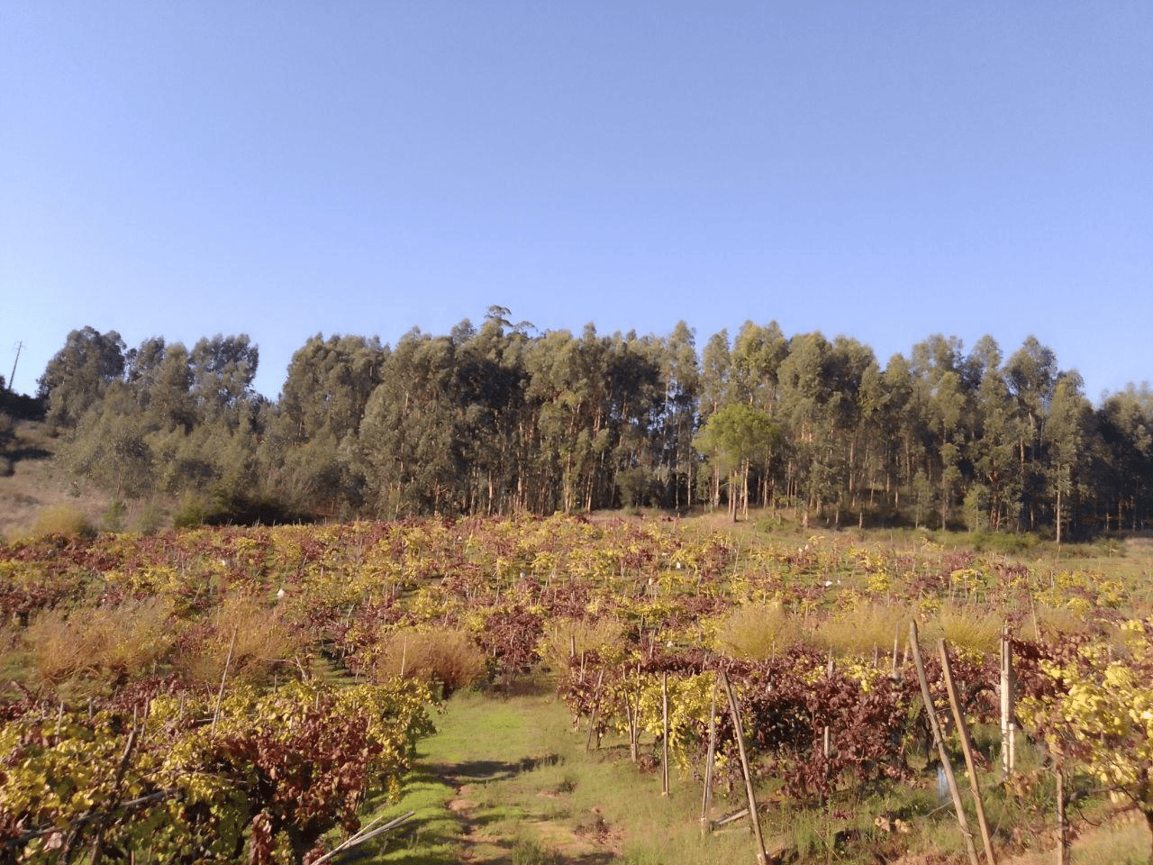 Almoço Tradicional na Adega Malápio | Vinho de Talha Bairrada