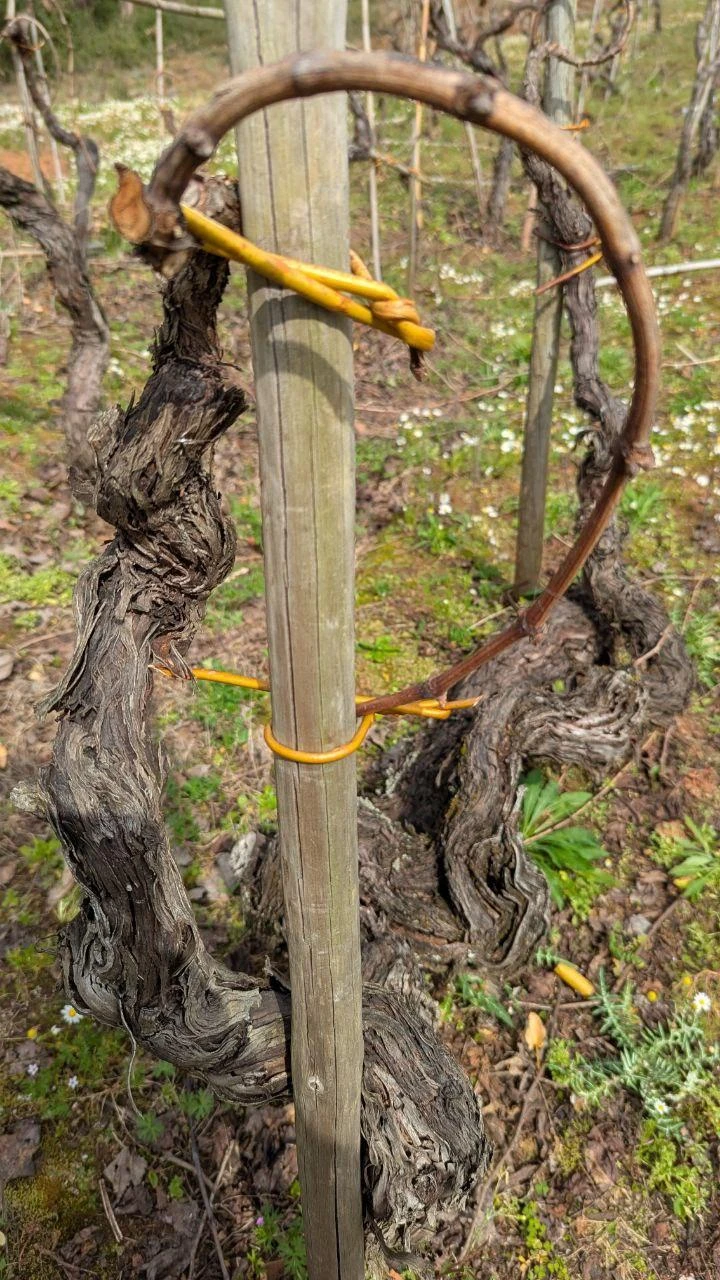 Visita às Vinhas Malápio | Vinho de Talha Bairrada