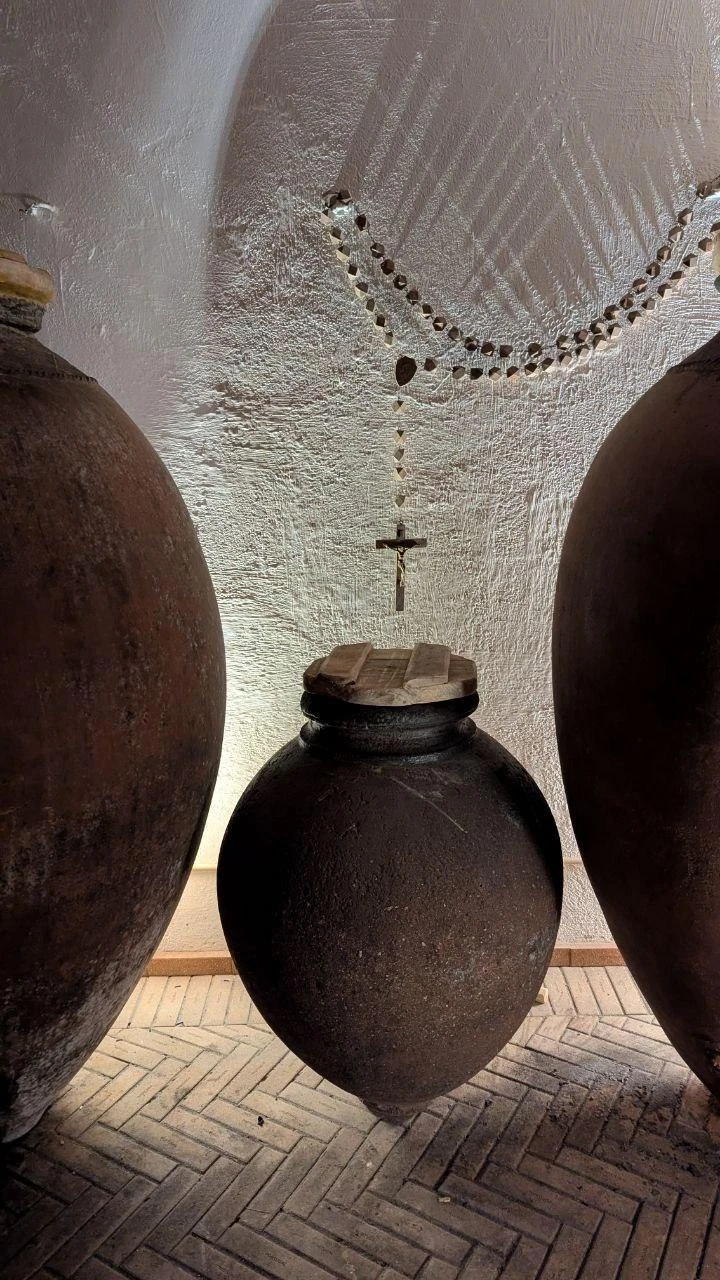 Visita às Vinhas Malápio | Vinho de Talha Bairrada