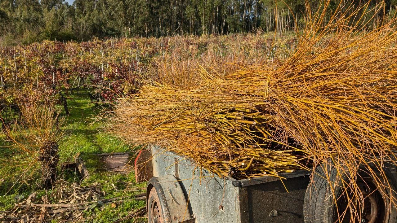 Visita às Vinhas Malápio | Vinho de Talha Bairrada