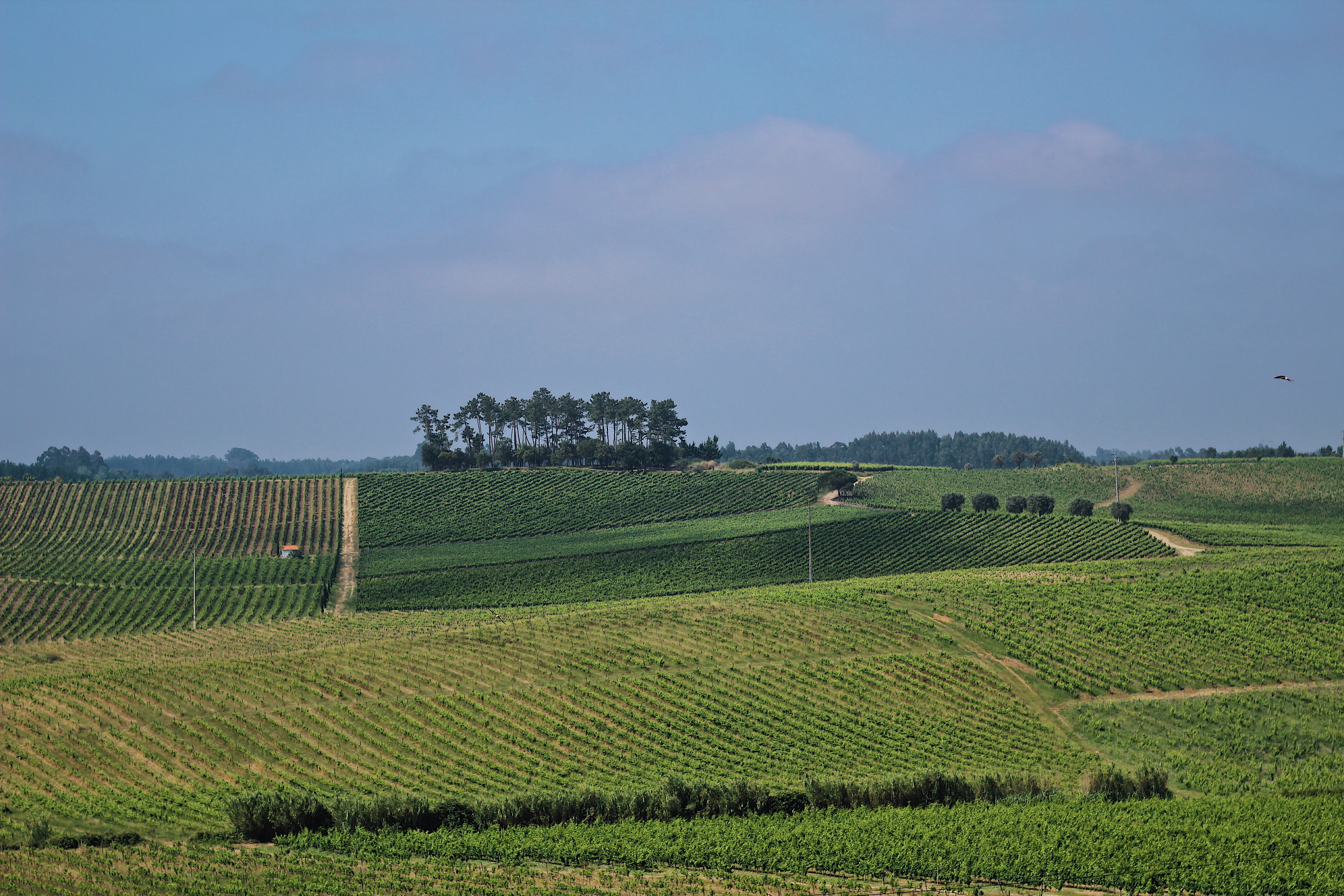 Cata de vinos São Mateus - Adega Campolargo