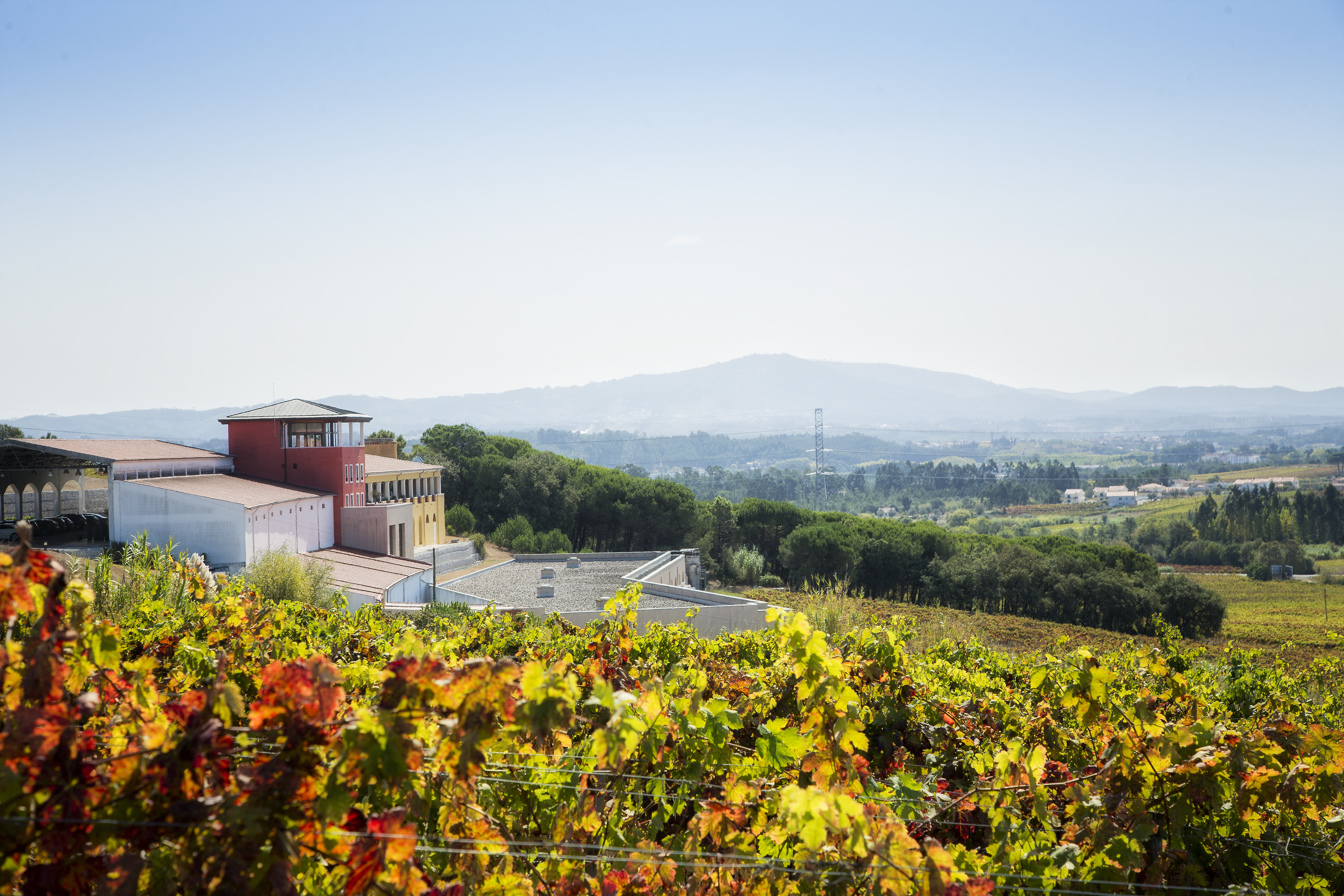 Guided visit to Campolargo Winery