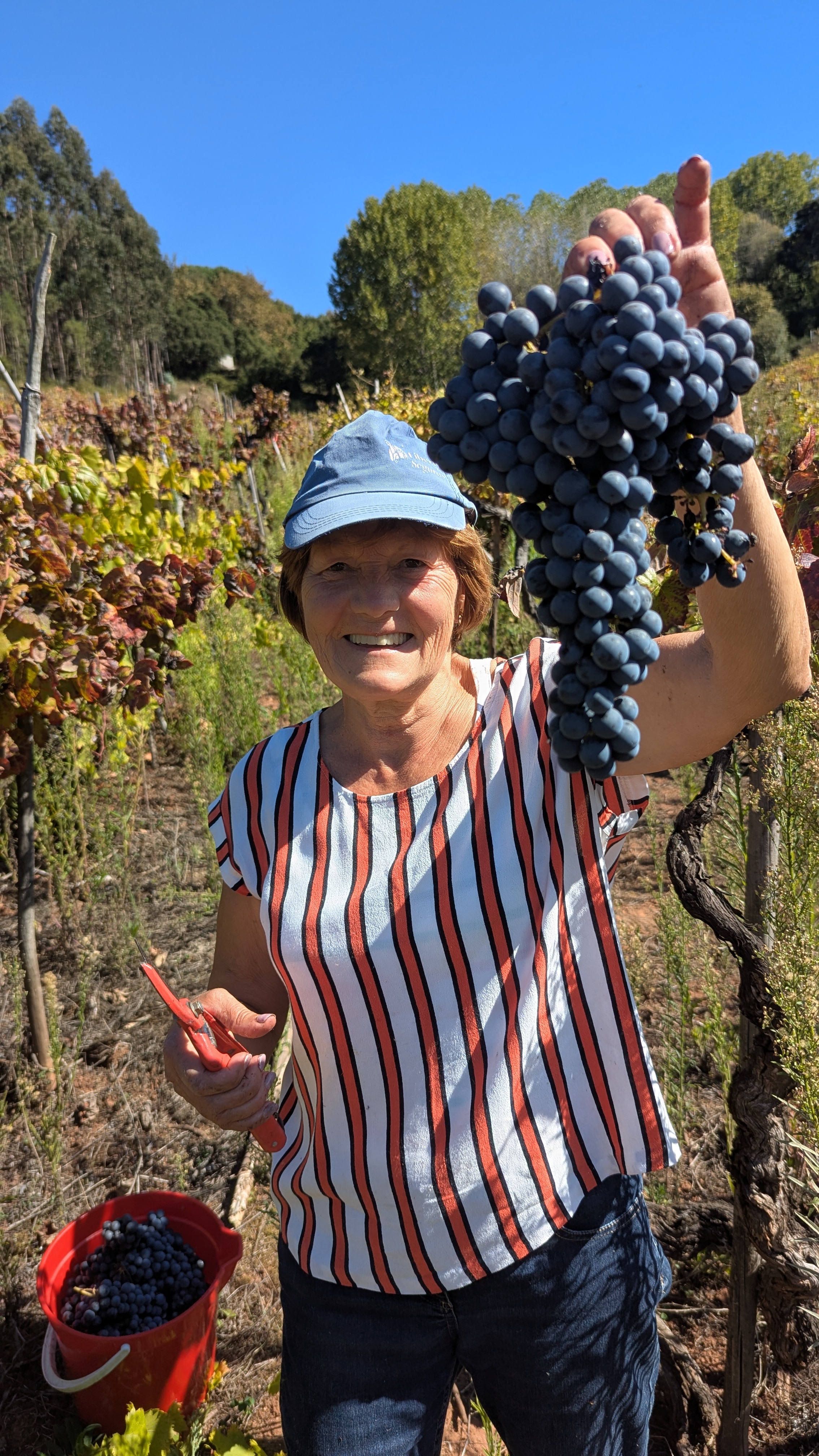 Feel the Harvest: Bairrada in Your Hands | Vinho de Talha Malápio